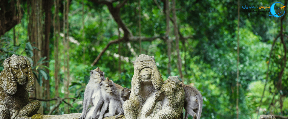 جنگل میمون ها