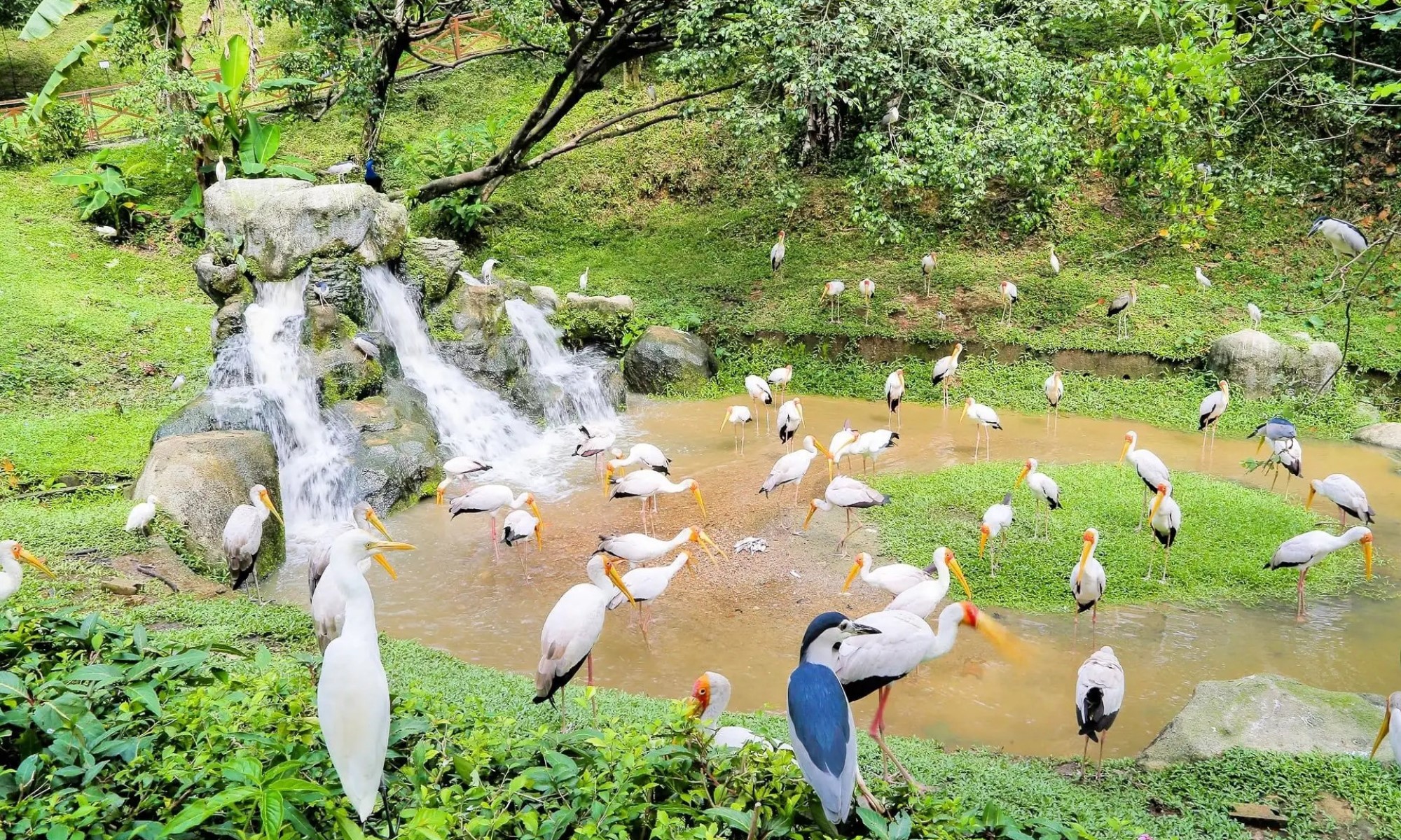 باغ پرندگان کوالالامپور